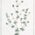 Dorycnium pentaphyllum - wikimedia commons
