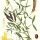 Lathyrus pratensis - wikimedia commons