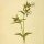 Silene latifolia alba - wikimedia commons