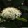 Viburnum lantana - inflorescence