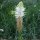 Phyteuma spicatum - inflorescence blanche