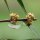 Phillyrea angustifolia - fleurs