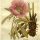 Paeonia officinalis - wikimedia commons