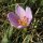 Colchicum alpinum - fleur