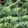Aristolochia clematitis - feuillage