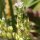 Veronica anagalloides - inflorescence
