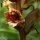 Orobanche gracilis - fleur