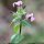 Lunaria annua - inflorescence
