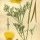 Eschscholzia californica - wikimedia commons
