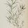 Lathyrus cicera - plantillustrations.org