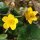 Caltha palustris - fleur