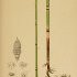 Equisetum hyemale - wikimedia commons