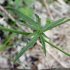 Ranunculus acris subsp. friesianus - feuille tige