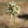 Allium pallens - ombelle