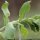 Epilobium hirsutum - feuilles