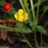 Potentilla indica - fleur