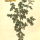 Cytisophyllum sessilifolium - wikimedia commons