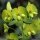 Euphorbia amygdaloides - inflorescence