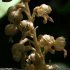 Neottia nidus-avis - fleurs