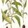 Persicaria hydropiper - wikimedia commons