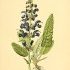 Salvia pratensis - wikimedia commons
