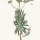 Euphorbia amygdaloides - wikimedia commons