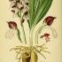 Orchis purpurea - wikimedia commons