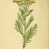 Tanacetum vulgare - wikimedia commons