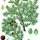 Juniperus oxycedrus - wikimedia commons