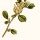 Tripodion tetraphyllum - wikimedia commons
