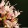 Origanum vulgare - fleur
