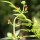 Scrophularia auriculata - inflorescence