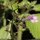Clinopodium nepeta subsp. sylvaticum - fleur