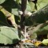 Verbascum pulverulentum - tige floconneuse