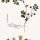 Trifolium campestre - wikimedia commons