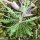 Arabidopsis arenosa s. borbasii - feuilles en rosette