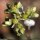 Sedum sediforme - fleurs