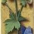 Renoncule bulbeuse – Grandes Heures d'Anne de Bretagne, J. Bourdichon, (...)