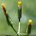 Crepis pulchra - involucre