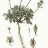 Hornungia alpina - wikimedia commons