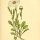Leucanthemum vulgare - wikimedia commons