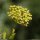 Bupleurum fruticosum - inflorescence