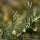 Artemisia abrotanum - feuilles
