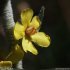 Verbascum pulverulentum - Fleur