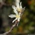 Amelanchier ovalis - fleur