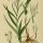 Cephalanthera longifolia - wikimedia commons