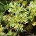 Scleranthus annuus - fleurs