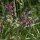 Borago officinalis - inflorescence
