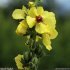 Verbascum boerhavii - fleur