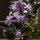 Tractema lilio-hyacinthus - fleur